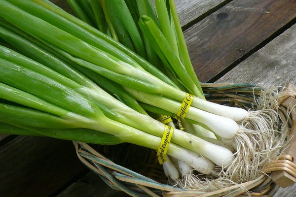 Kraken onion вход