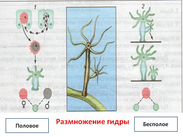 Kraken ссылка официальная